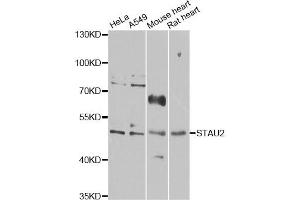 Western blot analysis of extracts of various cell lines, using STAU2 antibody (ABIN6289963) at 1:1000 dilution. (Double-stranded RNA-binding protein Staufen homolog 2 (STAU2) Antikörper)