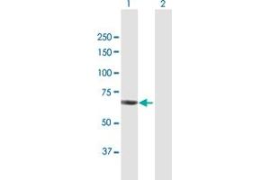Western Blot analysis of CHAF1B expression in transfected 293T cell line by CHAF1B MaxPab polyclonal antibody. (CHAF1B Antikörper  (AA 1-559))