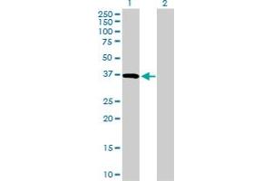 Western Blot analysis of CD5L expression in transfected 293T cell line by CD5L MaxPab polyclonal antibody. (CD5L Antikörper  (AA 1-347))