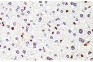 Immunohistochemistry of paraffin-embedded Mouse liver using POLR2B Polyclonal Antibody at dilution of 1:100 (40x lens). (POLR2B Antikörper)