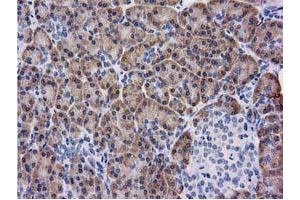 Immunohistochemical staining of paraffin-embedded Human pancreas tissue using anti-KCTD14 mouse monoclonal antibody. (KCTD14 Antikörper)