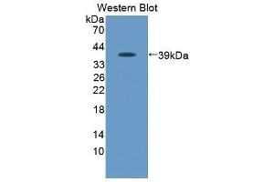 Western Blotting (WB) image for anti-Chemokine (C-C Motif) Ligand 19 (CCL19) (AA 159-258) antibody (ABIN1869204)