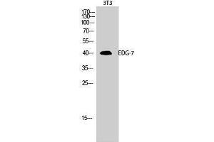 Western Blotting (WB) image for anti-Lysophosphatidic Acid Receptor 3 (LPAR3) (C-Term) antibody (ABIN3174876) (LPAR3 Antikörper  (C-Term))