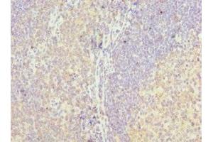 Immunohistochemistry of paraffin-embedded human tonsil tissue using ABIN7158640 at dilution of 1:100 (LY86 Antikörper  (AA 21-162))