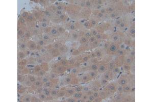 Used in DAB staining on fromalin fixed paraffin- embedded Kidney tissue (PMM1 Antikörper  (AA 2-262))