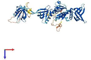 SNTG2 Protein (AA 1-539) (His tag)