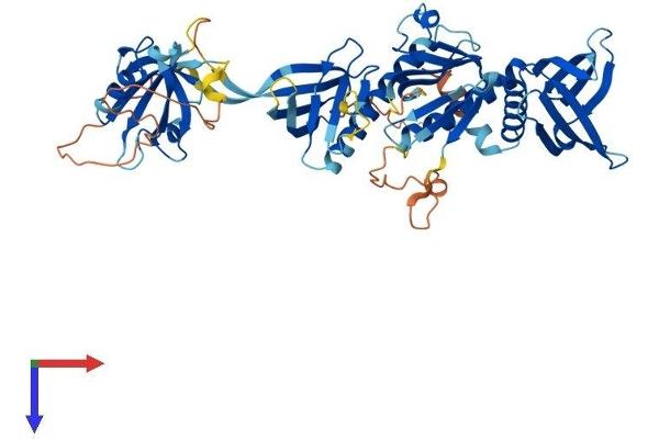 SNTG2 Protein (AA 1-539) (His tag)