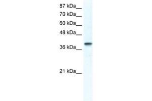 Western Blotting (WB) image for anti-Transcription Factor AP-4 (Activating Enhancer Binding Protein 4) (TFAP4) antibody (ABIN2461526) (TFAP4 Antikörper)
