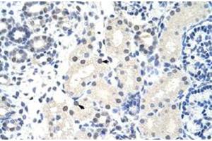 Immunohistochemical staining (Formalin-fixed paraffin-embedded sections) of human kidney with FOXG1 polyclonal antibody  at 4-8 ug/mL working concentration. (FOXG1 Antikörper  (N-Term))
