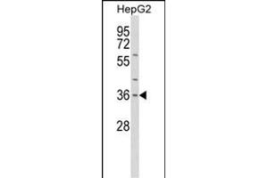Western blot analysis of IL1A Antibody (Center) (ABIN652257 and ABIN2841071) in HepG2 cell line lysates (35 μg/lane). (IL1A Antikörper  (AA 177-206))