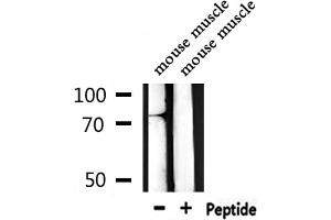 Western blot analysis of extracts from mouse muscle, using A-Myb Antibody.