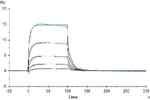 Surface Plasmon Resonance (SPR) image for Fc Fragment of IgG, Low Affinity IIIa, Receptor (CD16a) (FCGR3A) (AA 17-208) protein (His-Avi Tag) (ABIN7274281)