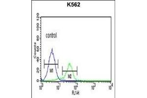 TR Antibody (C-term) 6545b flow cytometric analysis of K562 cells (right histogram) compared to a negative control cell (left histogram). (CD40 Ligand Antikörper  (C-Term))