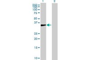 Western Blot analysis of DBC1 expression in transfected 293T cell line by DBC1 MaxPab polyclonal antibody. (DBC1 Antikörper  (AA 1-320))