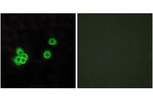 Immunofluorescence analysis of MCF7 cells, using PEA15 Antibody. (PEA15 Antikörper  (AA 61-110))