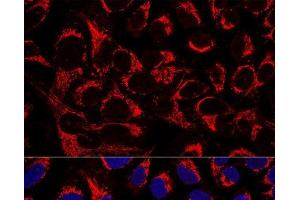 Confocal immunofluorescence analysis of U2OS cells using OCIAD1 Polyclonal Antibody at dilution of 1:100. (OCIAD1 Antikörper)