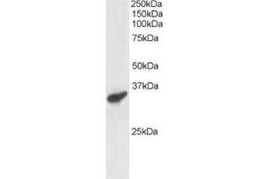 Western Blotting (WB) image for anti-Polycomb Group Ring Finger 3 (PCGF3) (C-Term) antibody (ABIN2466214) (PCGF3 Antikörper  (C-Term))