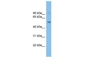 CCDC50 antibody used at 1 ug/ml to detect target protein. (CCDC50 Antikörper  (Middle Region))