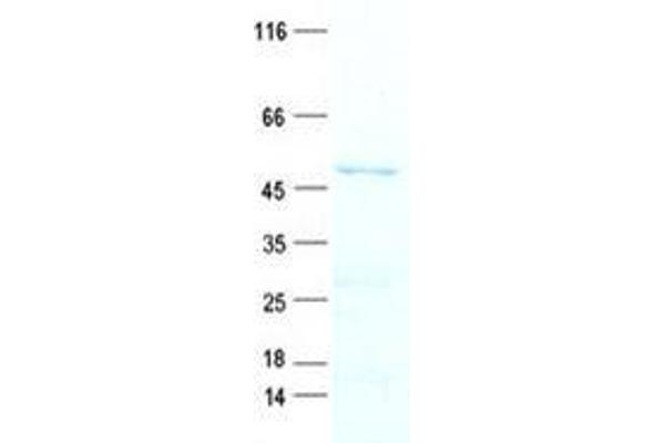 NDRG4 Protein (His tag)