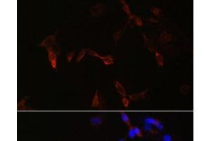 Immunofluorescence analysis of NIH/3T3 cells using PLA2G5 Polyclonal Antibody at dilution of 1:100. (PLA2G5 Antikörper)