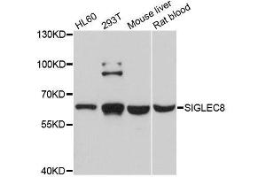 Western blot analysis of extracts of various cell lines, using SIGLEC8 antibody. (SIGLEC8 Antikörper  (AA 17-363))