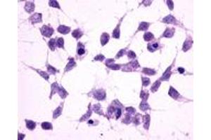 Anti-GRM2 / MGLUR2 antibody immunocytochemistry (ICC) staining of untransfected HEK293 human embryonic kidney cells. (GRM2 Antikörper  (N-Term))