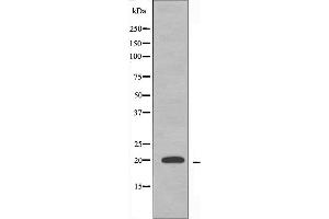 Western blot analysis of extracts from K562 cells, using MRPS12 antibody. (MRPS12 Antikörper  (Internal Region))