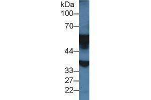 Western Blotting (WB) image for anti-Monoamine Oxidase A (MAOA) (AA 2-497) antibody (ABIN7440716)