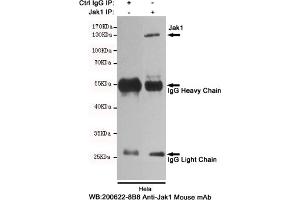 Immunoprecipitation analysis of Hela cell lysates using Jak1 mouse mAb. (JAK1 Antikörper)