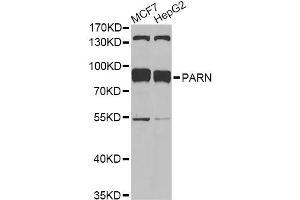 Western blot analysis of extracts of various cell lines, using PARN antibody. (PARN Antikörper)