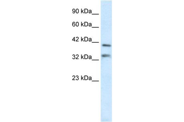 GSX2 Antikörper  (N-Term)