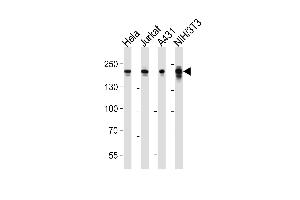 Western blot analysis of lysates from Hela, Jurkat, A431, mouse NIH/3T3 cell line (from left to right), using EHMT2 Antibody (Center) (ABIN6243050 and ABIN6577865). (EHMT2 Antikörper  (AA 361-395))