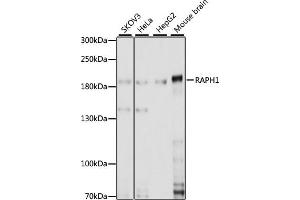 Western blot analysis of extracts of various cell lines, using R antibody (ABIN7269856) at 1:1000 dilution. (RAPH1 Antikörper  (AA 1-240))