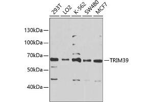 Western blot analysis of extracts of various cell lines, using TRIM39 Antibody (ABIN6134910, ABIN6149523, ABIN6149524 and ABIN6225323) at 1:1000 dilution. (TRIM39 Antikörper  (AA 350-450))