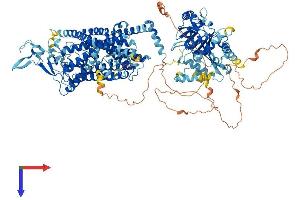 KCC2 Protein (AA 1-1139) (His tag)