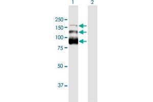 anti-Zinc Finger CCCH-Type Containing 18 (ZC3H18) (AA 1-953) antibody
