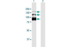 Western Blot analysis of ZC3H18 expression in transfected 293T cell line by ZC3H18 MaxPab polyclonal antibody. (ZC3H18 Antikörper  (AA 1-953))