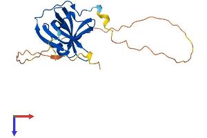 OBFC2A Protein (AA 1-204) (His tag)