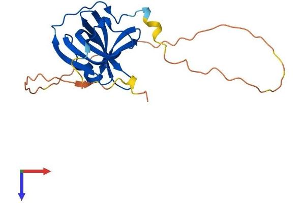 OBFC2A Protein (AA 1-204) (His tag)