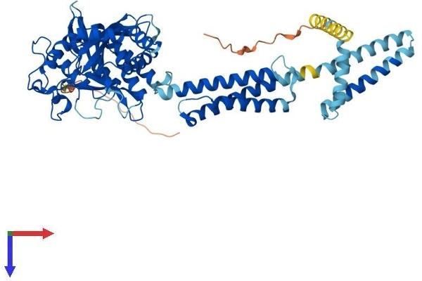 ATL1 Protein (AA 1-558) (His tag)