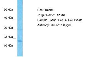 Host: Rabbit Target Name: RPS18 Sample Type: HepG2 Whole Cell lysates Antibody Dilution: 1. (RPS18 Antikörper  (C-Term))
