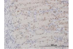 Immunoperoxidase of purified MaxPab antibody to APEX1 on formalin-fixed paraffin-embedded human stomach. (APEX1 Antikörper  (AA 1-318))