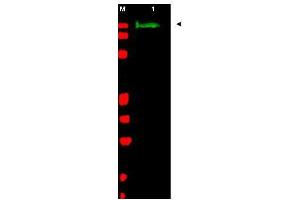 Western blot using  Affinity Purified anti-SLIT-2 antibody shows detection of a band at ~165 kDa (lane 1) corresponding to SLIT-2 present in a chicken spinal cord whole cell lysate (arrowhead).