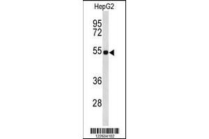 Western blot analysis of EFEMP2 Antibody in HepG2 cell line lysates (35ug/lane).