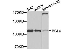 Western blot analysis of extracts of various cells, using BCL6 antibody. (BCL6 Antikörper)