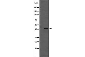 Western blot analysis of MAPK13 expression in nocodazole treated HCT116 cell lysate; PMA-treated Pam212 cell lysate,The lane on the left is treated with the antigen-specific peptide. (MAPK13 Antikörper  (C-Term))