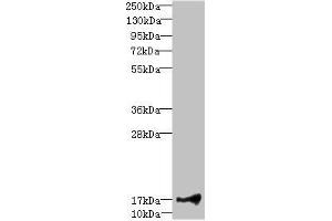 Western blot All lanes: LITAFantibody at 1. (LITAF Antikörper  (AA 1-161))