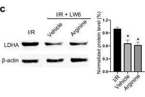 Western Blotting (WB) image for anti-Actin, beta (ACTB) (AA 1-50) antibody (ABIN724340)