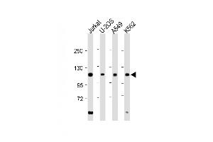 All lanes : Anti-EXO1 Antibody (N-term) at 1:2000 dilution Lane 1: Jurkat whole cell lysate Lane 2: U-2OS whole cell lysate Lane 3: A549 whole cell lysate Lane 4: K562 whole cell lysate Lysates/proteins at 20 μg per lane. (Exonuclease 1 Antikörper  (N-Term))