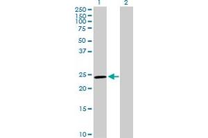 Western Blot analysis of GSTM5 expression in transfected 293T cell line by GSTM5 MaxPab polyclonal antibody.